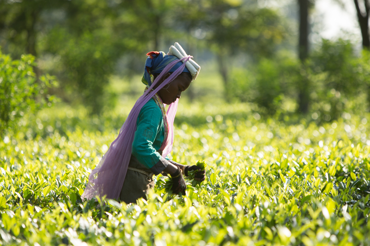 A young woman picking leaves in a field in India.