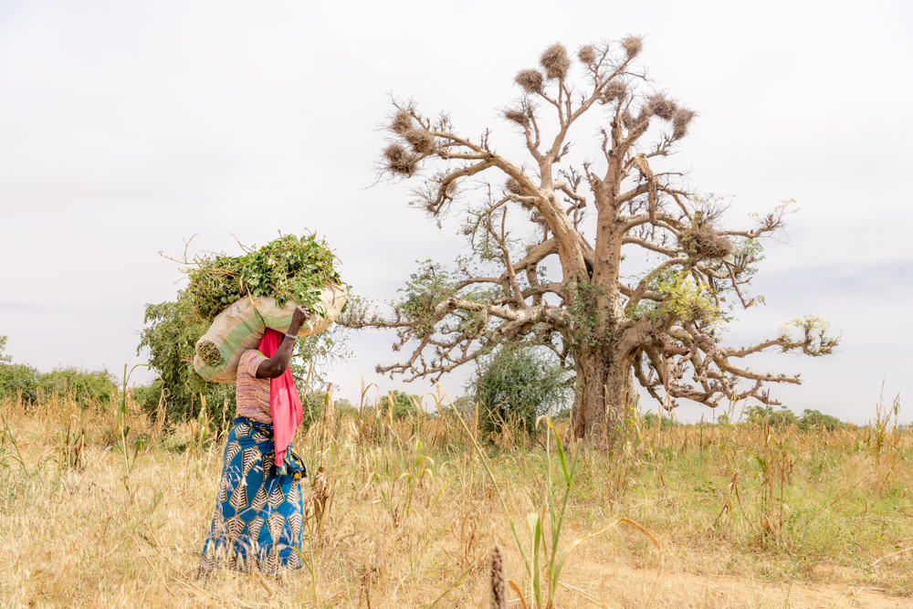 A woman walking across a dry field in West Africa with one solitary bare tree in the background. She is carrying sticks and leaves on her head in a sack, and is waring a blue patterned skirt. Her hand is holding the sack, obscuring her face.