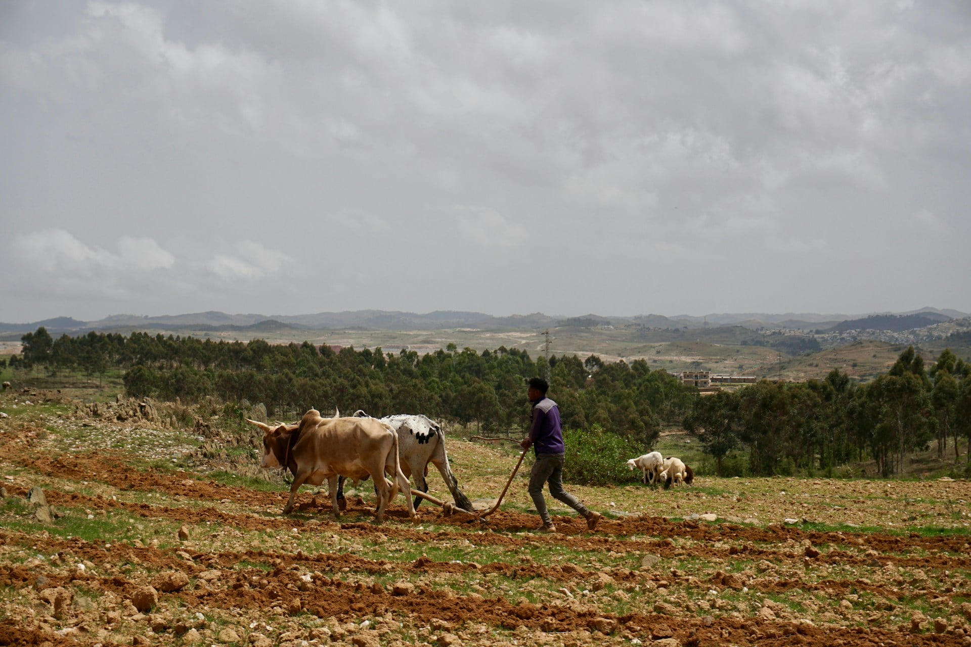A man ploughing a field. Two cows are pulling the plough with arid mountains in the distance.